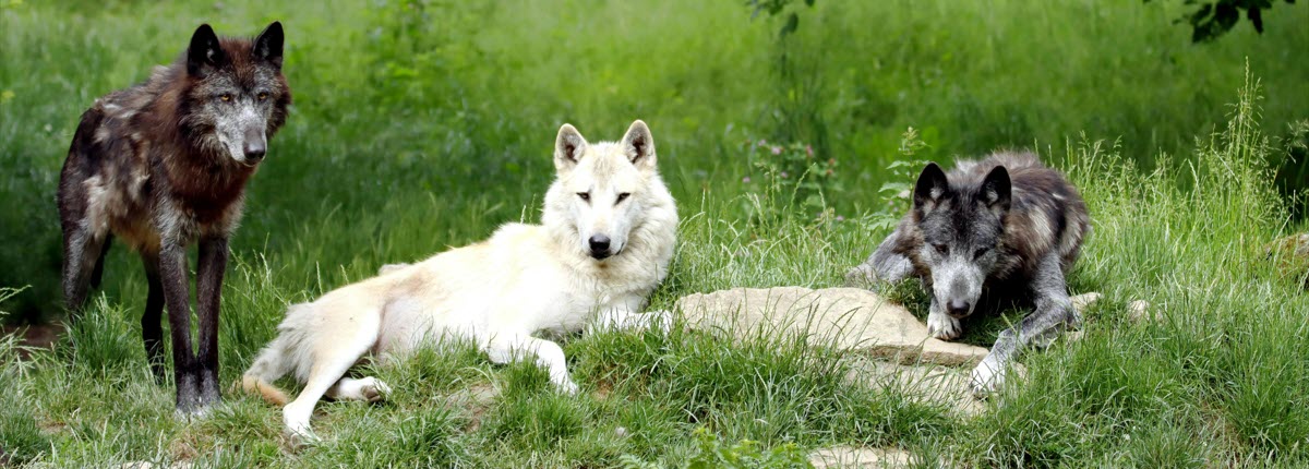 Unveiling Werewolves by Country: Origins, Legends, and Lore